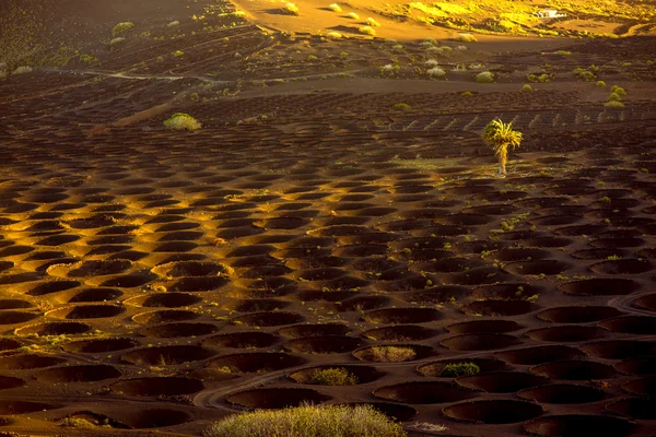 Vulkanische wijngaard met vineholes — Stockfoto