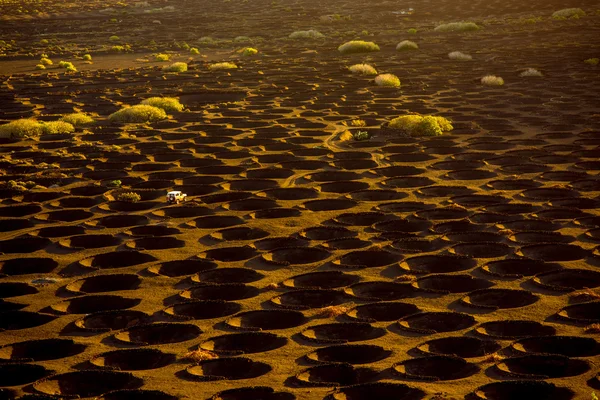 Vineholes ile volkanik bağ — Stok fotoğraf