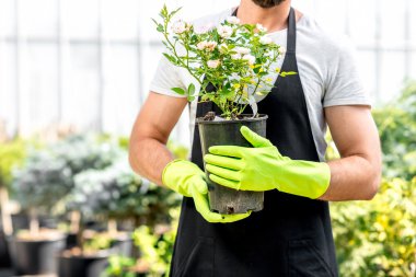 Bahçıvan bir saksı ile