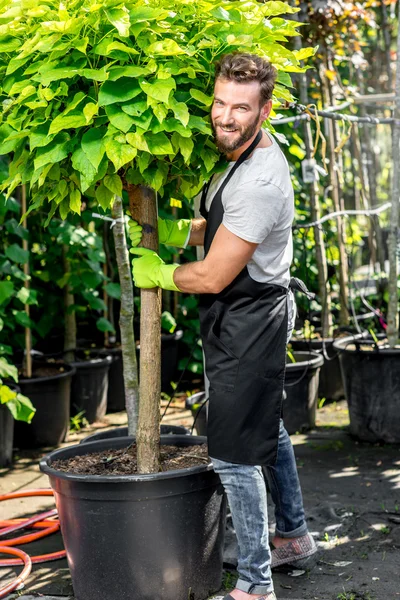 Guapo jardinero llevando un árbol — Foto de Stock