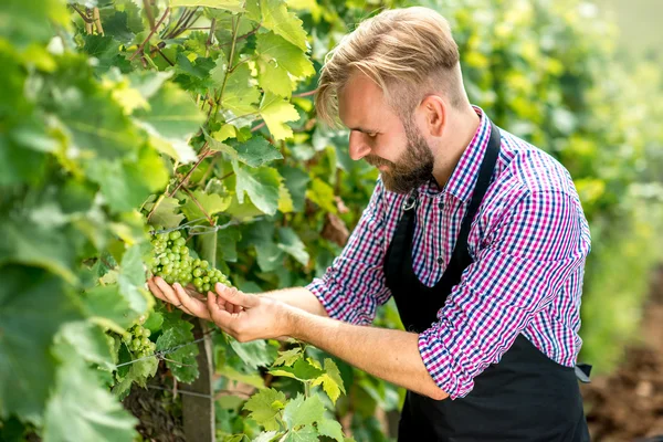 Worker on the vineyard