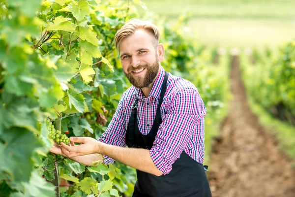 Рабочий на винограднике — стоковое фото