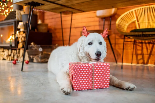 Hund in den Neujahrsferien zu Hause — Stockfoto