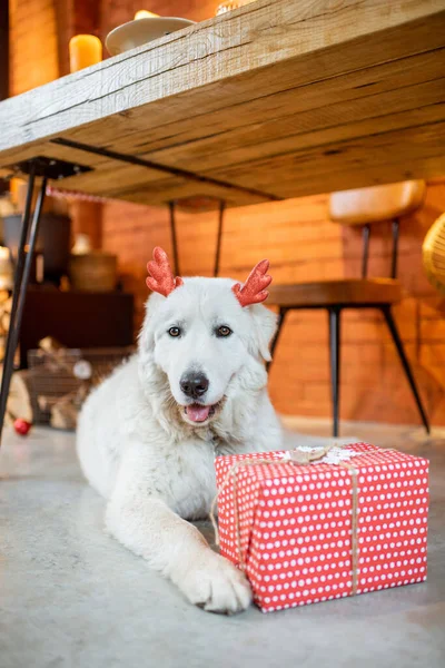 Hund in den Neujahrsferien zu Hause — Stockfoto