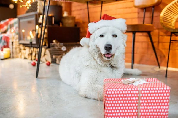 Hund in den Neujahrsferien zu Hause — Stockfoto