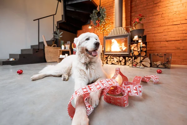 Hund im Neujahrsurlaub zu Hause — Stockfoto