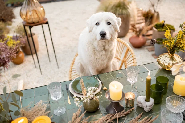 Cane bianco seduto al tavolo festosamente decorato — Foto Stock