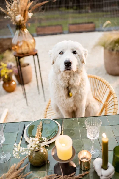 Perro blanco sentado en la mesa festivamente decorada — Foto de Stock
