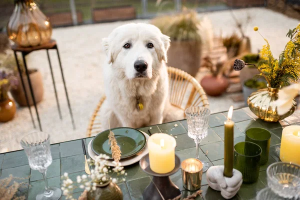 Vit hund sitter vid det festligt inredda bordet — Stockfoto