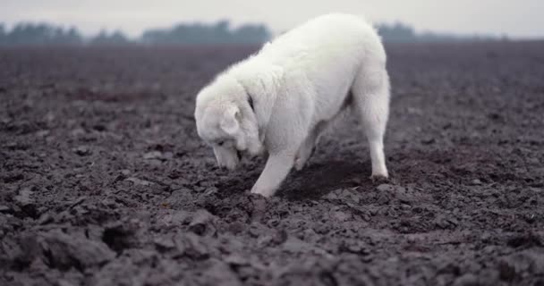 Chien de berger blanc creusant un trou dans le champ — Video