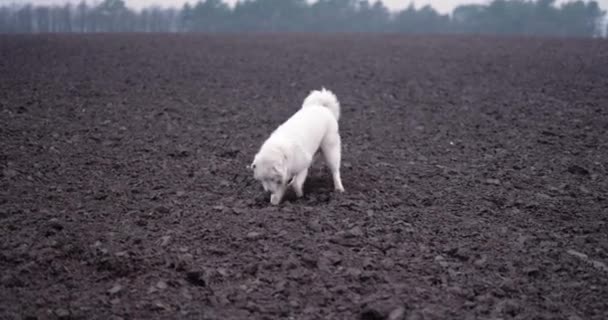 畑に穴を掘る白い羊飼いの犬 — ストック動画