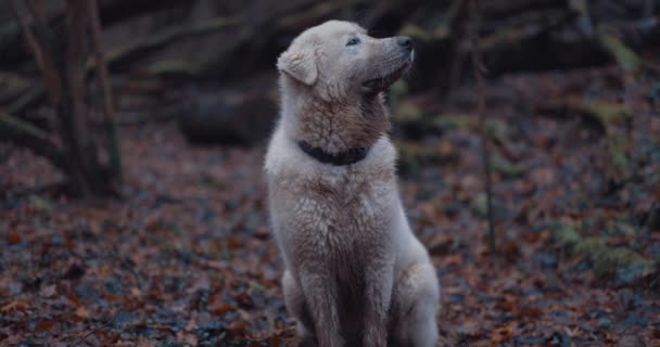 Chien de berger de la Maremme dans la forêt — Video