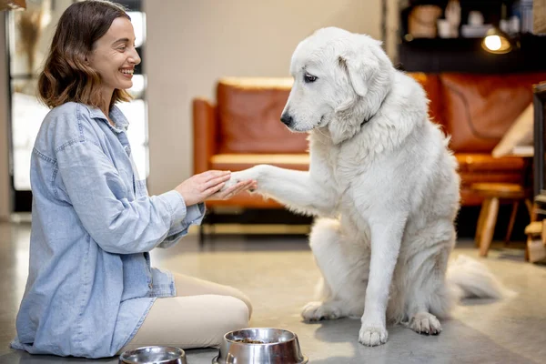 Hund ger en tass till en kvinna hemma — Stockfoto