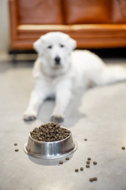 Evde kuru yiyecek olan bir köpek.