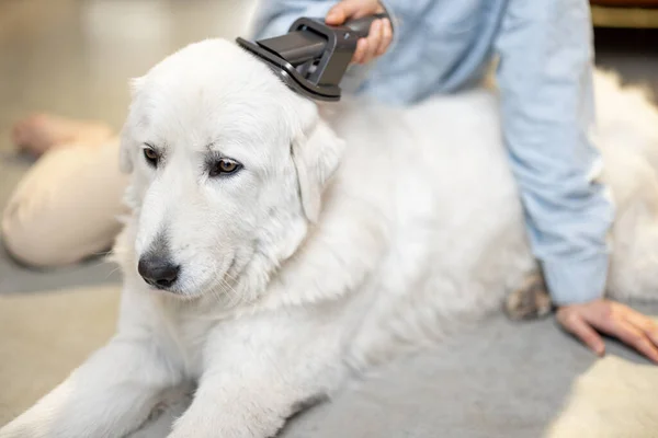 Hembra peina el pelo de los perros con un cepillo —  Fotos de Stock