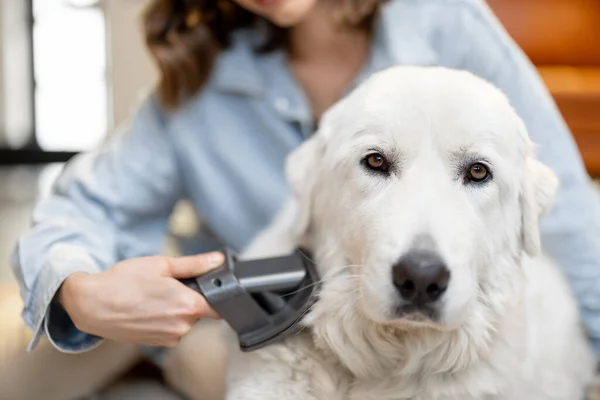 Hembra peina el pelo de los perros con un cepillo —  Fotos de Stock