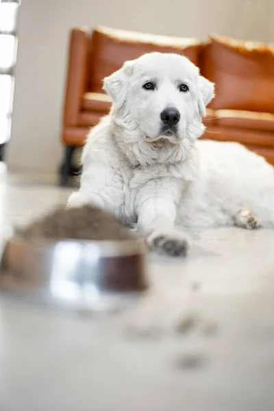 Hund mit Trockenfutter zu Hause — Stockfoto