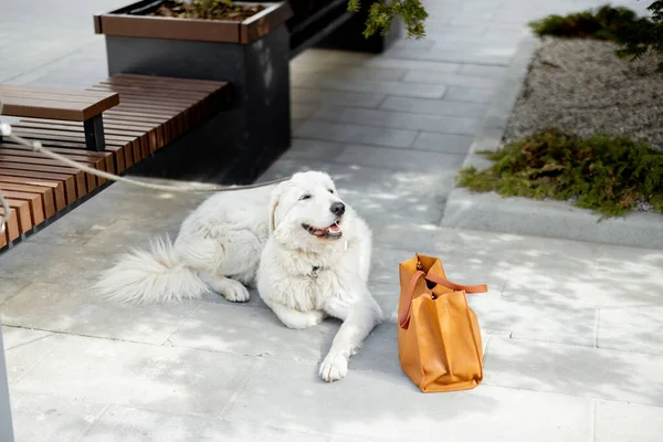 Glücklich freundlicher weißer Hund auf dem Boden liegend — Stockfoto