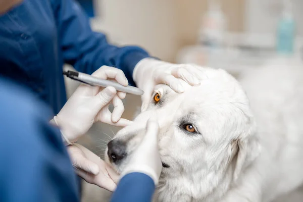 Veterinarios inspeccionando los ojos de un perro en la clínica veterinaria —  Fotos de Stock