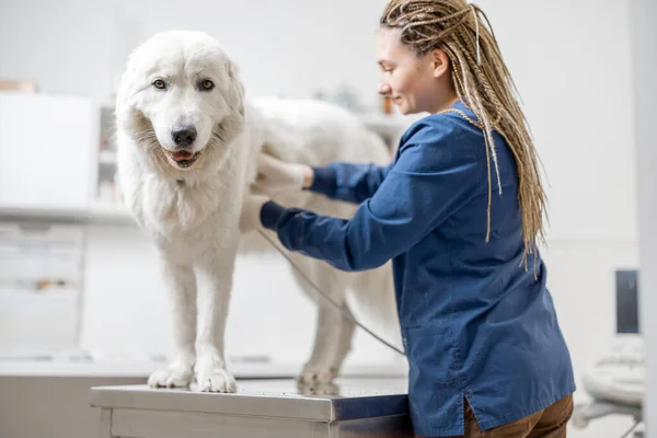 Veterinario examina el perro mediante ultrasonido. —  Fotos de Stock
