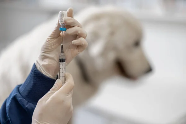 獣医保持注射器でワクチンを近くの大きな白い犬 — ストック写真