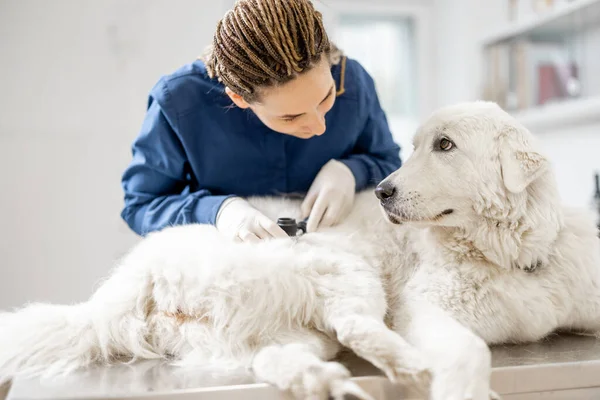 Veterinario mira la piel de los perros y la piel —  Fotos de Stock