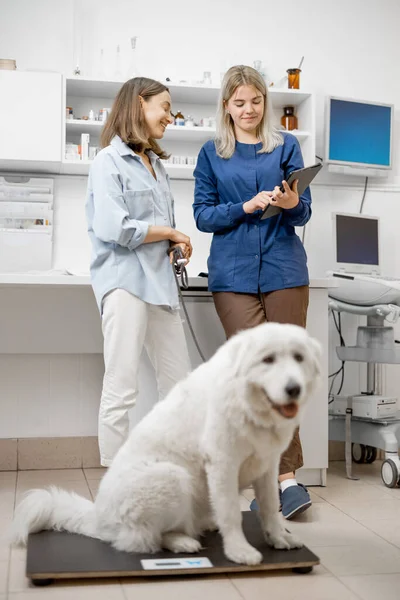 Big white dog sitting on the veterinarian scales — Stock Photo, Image