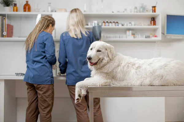 Glad hund liggende ved undersøgelsesbordet på dyrlægeklinik - Stock-foto
