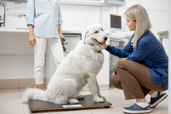 Gran perro blanco sentado en las escamas veterinarias —  Fotos de Stock