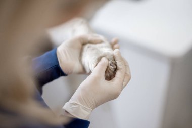 Veteriner veteriner veteriner veteriner kliniğinde hasta köpeği steteskopla kontrol ediyor.