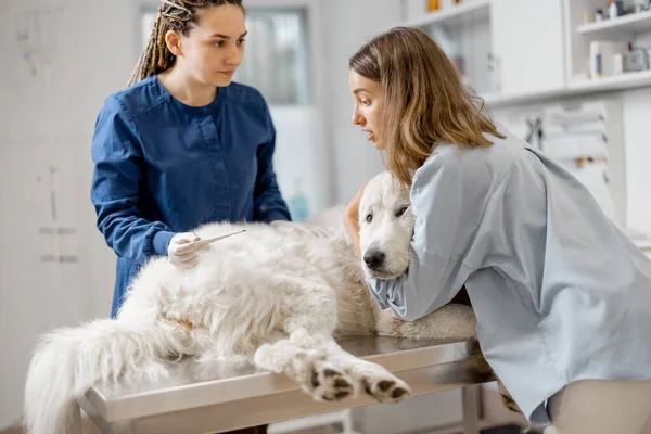 Tierarzt misst die Temperatur der Hunde — Stockfoto