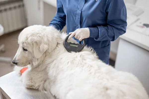 Veterinario control de implante de microchip bajo perro pastor —  Fotos de Stock