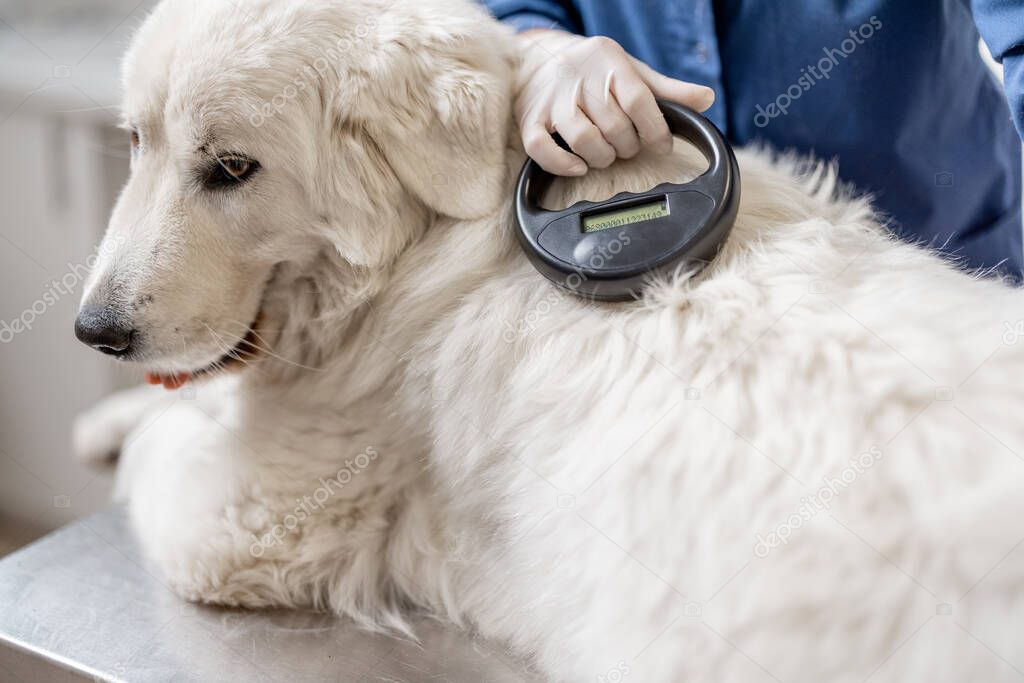 Veterinarian checking microchip implant under sheepdog dog