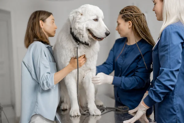 Retrato de grande cão fofo branco sentado na mesa do veterinário — Fotografia de Stock