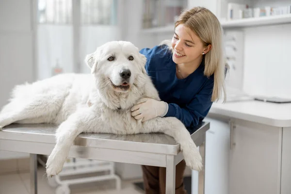 Veterinario abraza al paciente perro blanco grande —  Fotos de Stock