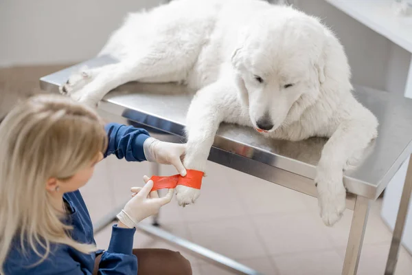 Gloved veterinarian binding paw of dog patient with red elastic bandage — Stock Photo, Image