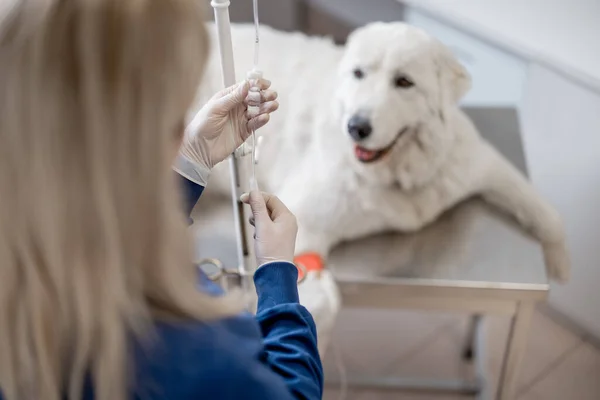 Ein großer weißer Hund auf intravenöser Therapie — Stockfoto