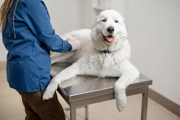 Médico veterinario femenino examinando perro grande en la mesa —  Fotos de Stock