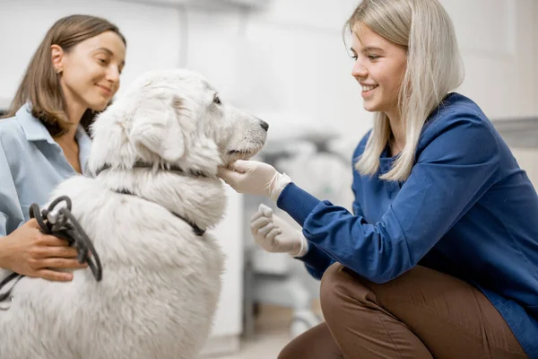 Médico veterinario mira al perro después de quitar una garrapata —  Fotos de Stock