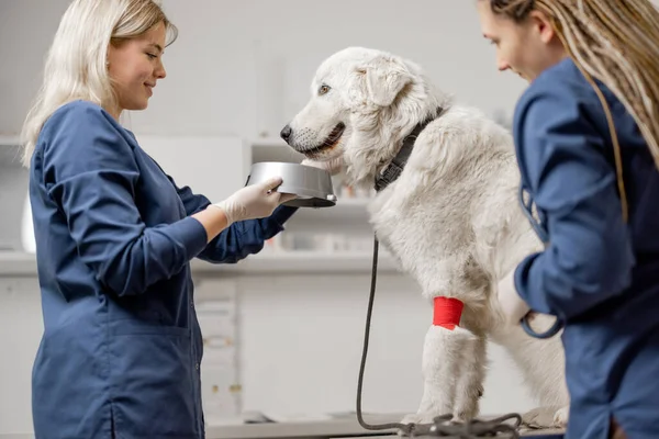 Veterinary gives a water in dogs plate to patient — Stock Photo, Image