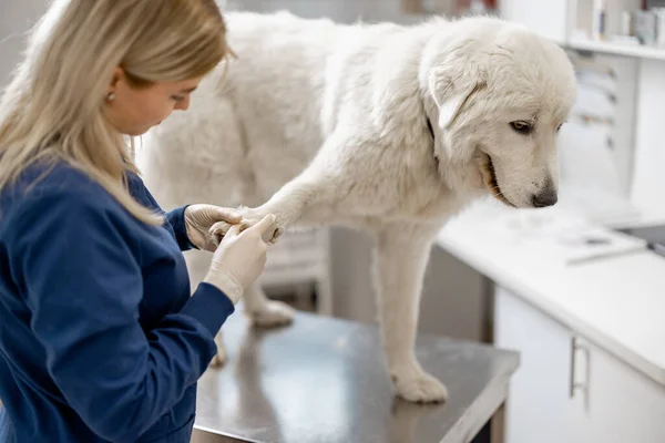 Tierarzt untersucht kranken Hund mit Stethoskop in Tierklinik — Stockfoto