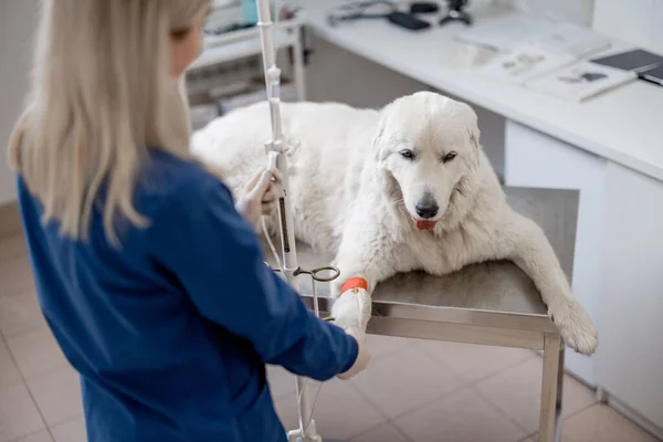 Ein großer weißer Hund auf intravenöser Therapie — Stockfoto