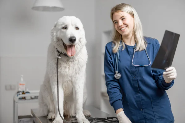 Feliz médico veterinario mira a su paciente después de recibir una radiografía médica —  Fotos de Stock