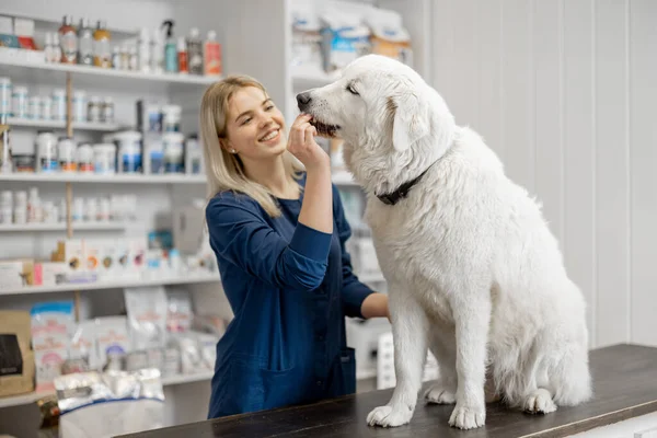 Mujer con gran perro blanco en clínica veterinaria —  Fotos de Stock