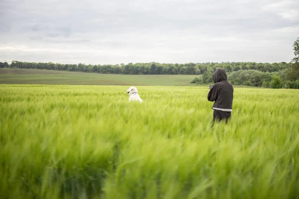 Velký bílý ovčák kráčí po zeleném žitném poli — Stock fotografie