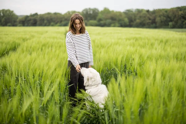 Grande cão pastor branco feliz andando no campo de centeio verde — Fotografia de Stock