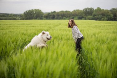 Mutlu büyük beyaz çoban köpeği yeşil çavdar tarlasında yürüyor
