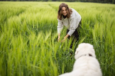 Mutlu büyük beyaz çoban köpeği yeşil çavdar tarlasında yürüyor