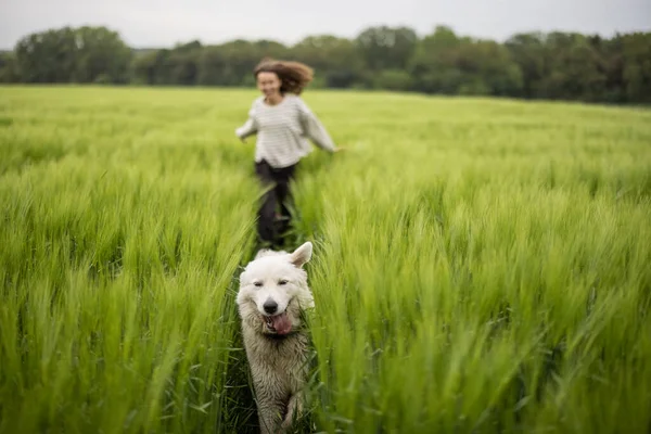 Mulher com grande cão pastor branco correndo no campo de centeio verde — Fotografia de Stock