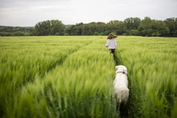 Vrouw met grote witte herdershond loopt op groen rogge veld — Stockfoto